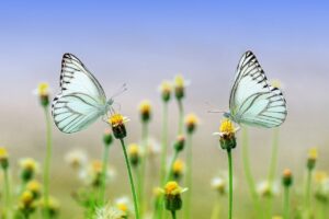 Lorem ipsum dolor sit amet